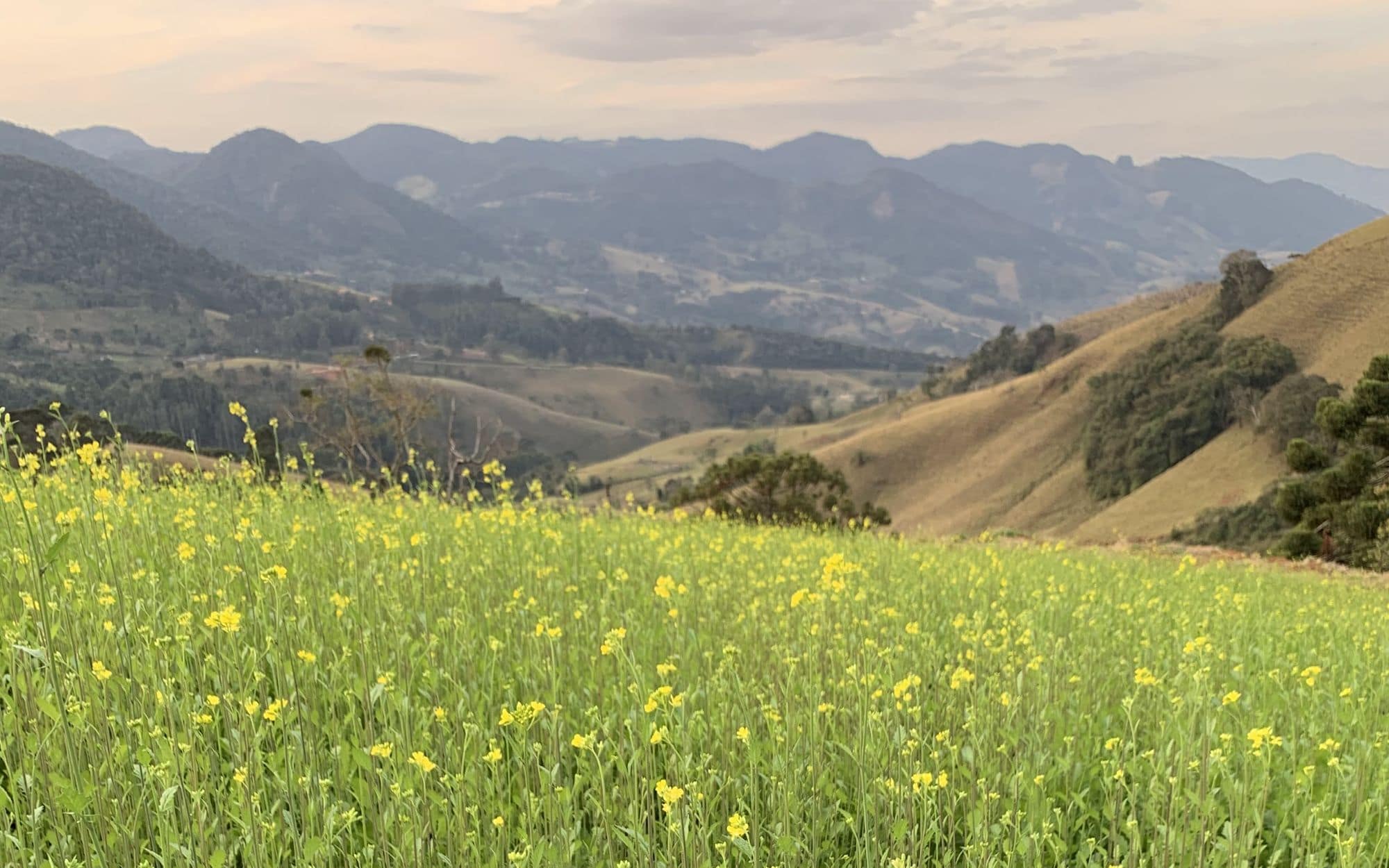 Campo de mostarda em flor com a Serra da Mantiqueira ao fundo, em Gonçalves (MG)